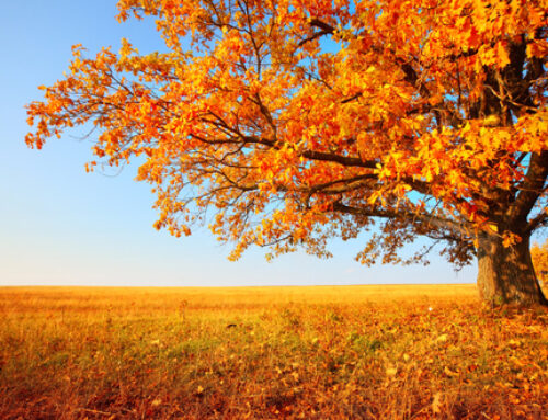 Prep Your AC for Fall in Colorado