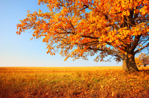 Prep Your AC for Fall